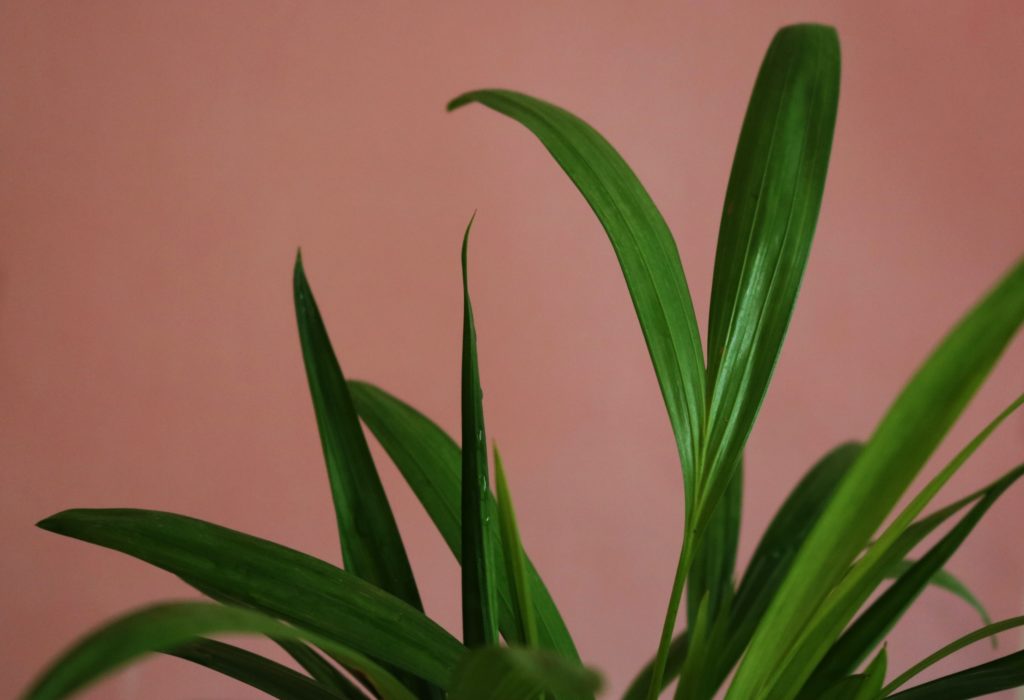 La Areca es una gran planta que oxigena tu hogar.
